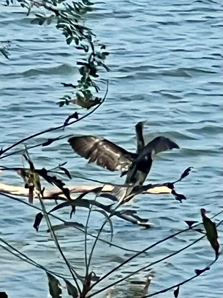 鸕鷀 - ML647470797