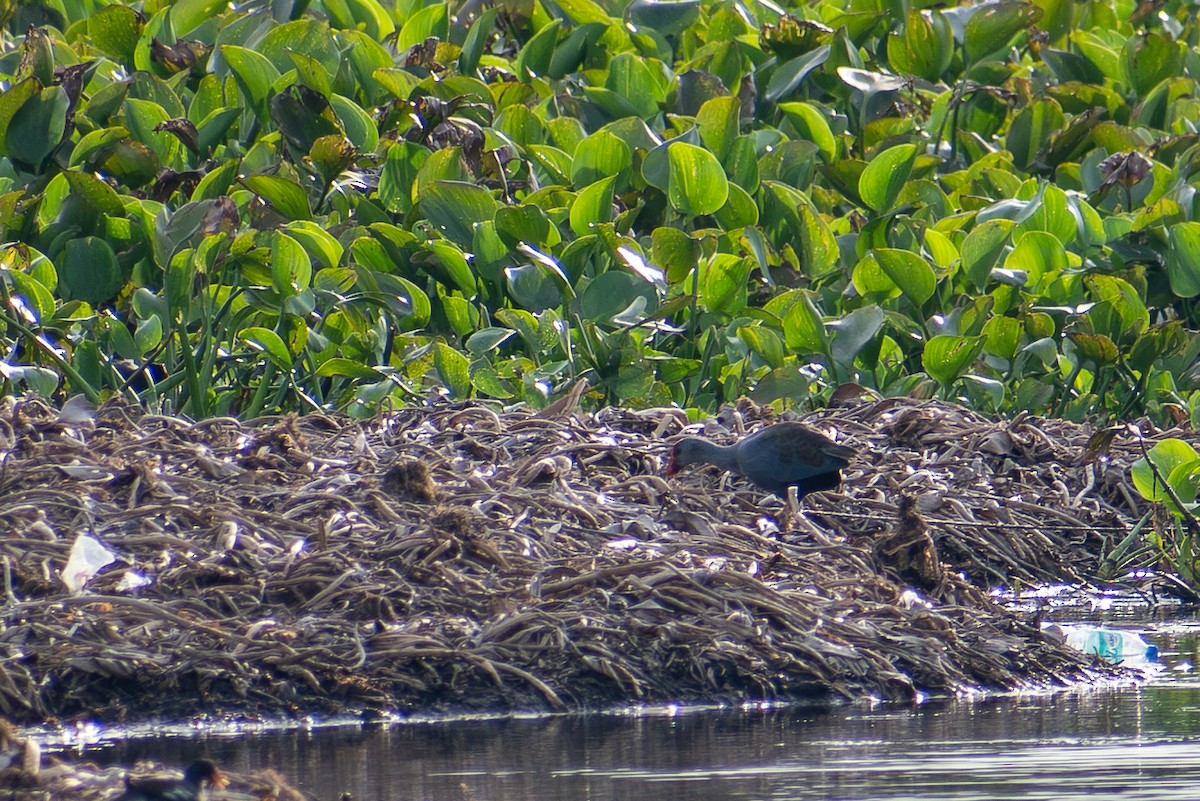 Philippine Swamphen - ML647470798