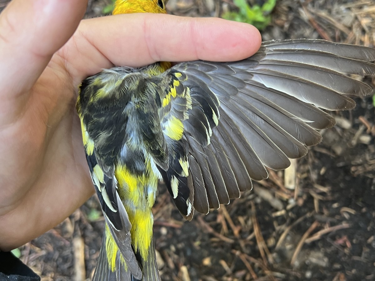 Western Tanager - ML647470799