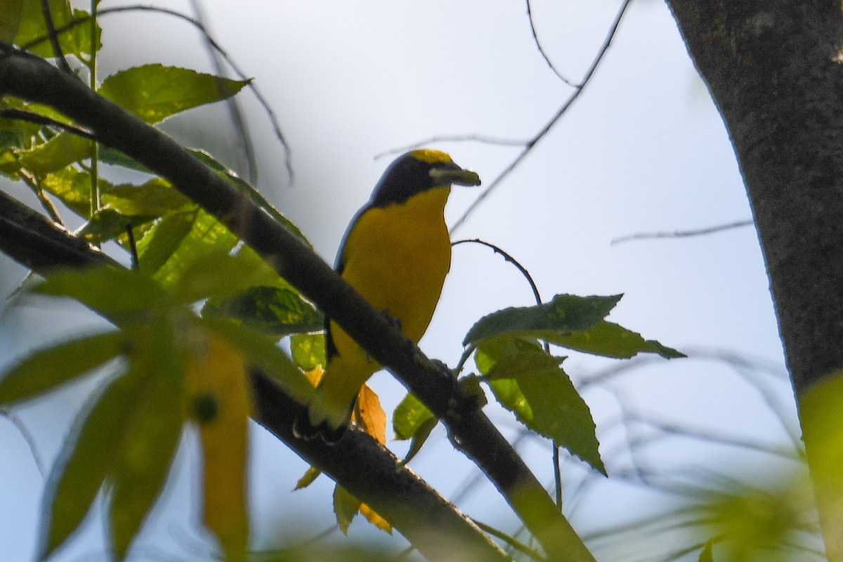 Thick-billed Euphonia - ML647470810