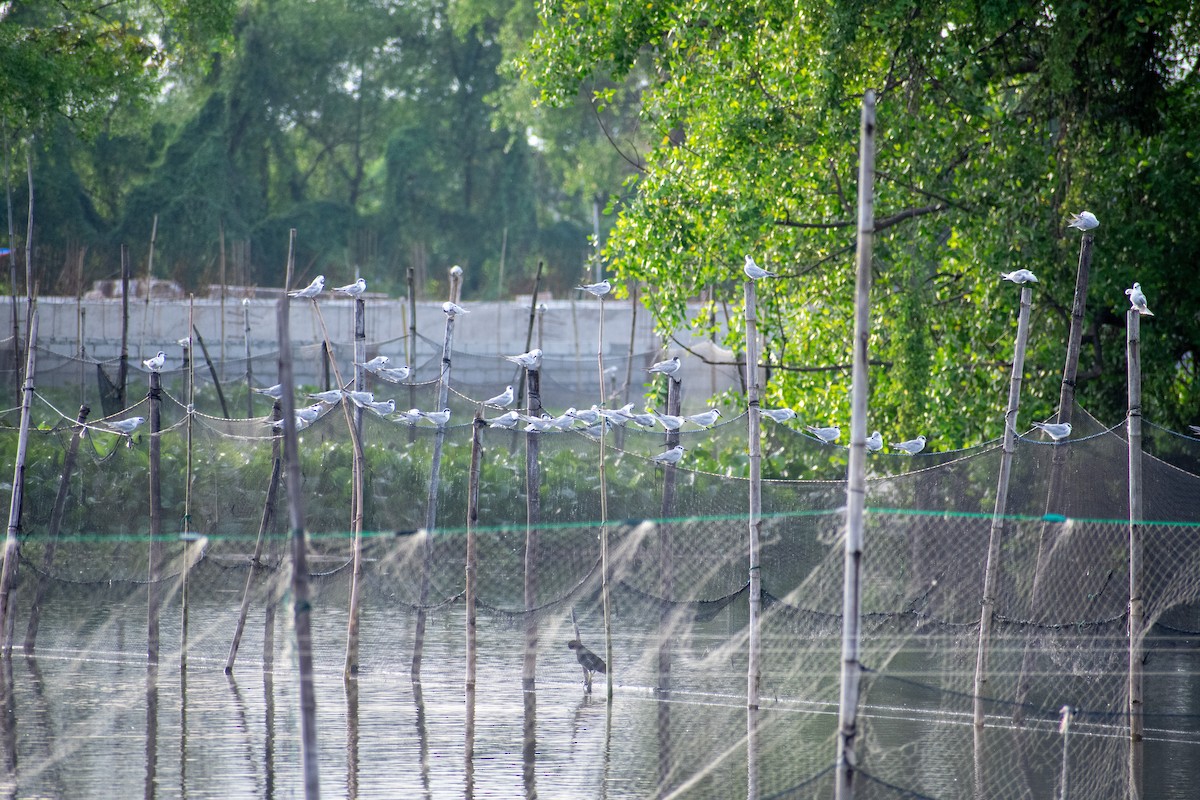 黑腹燕鷗 - ML647470811