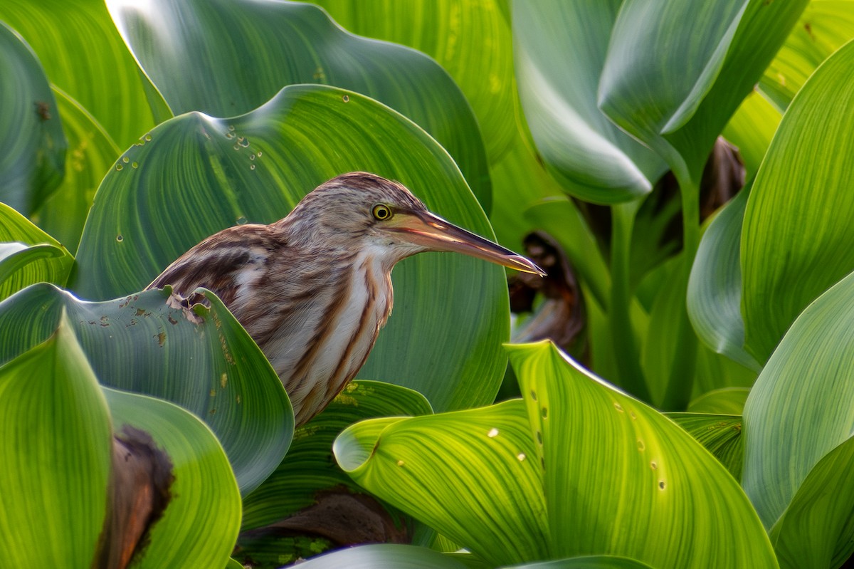 Yellow Bittern - ML647470819