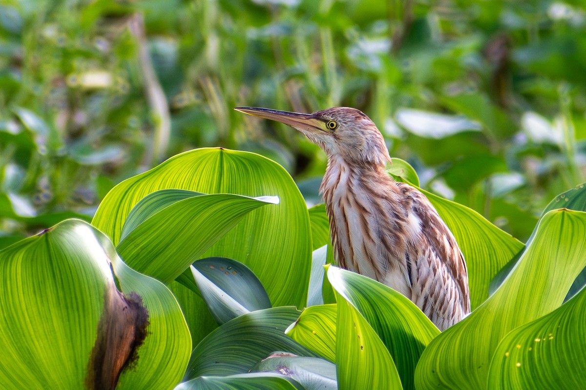 Yellow Bittern - ML647470820