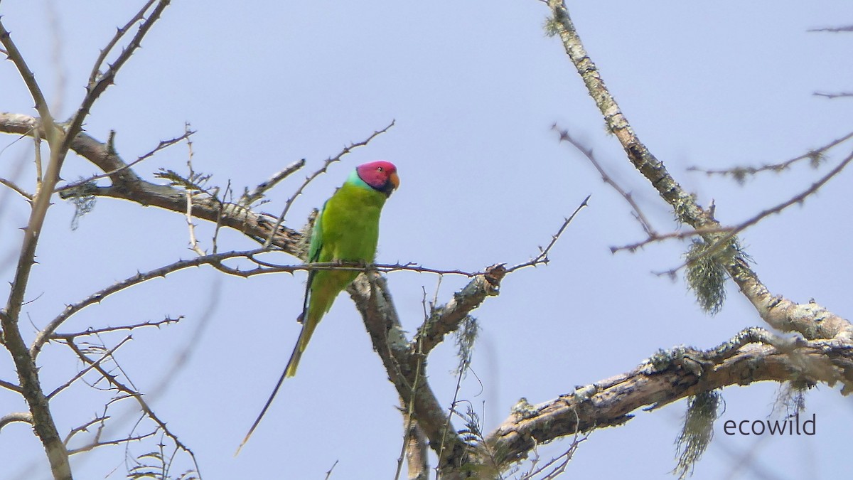 Plum-headed Parakeet - ML647470822