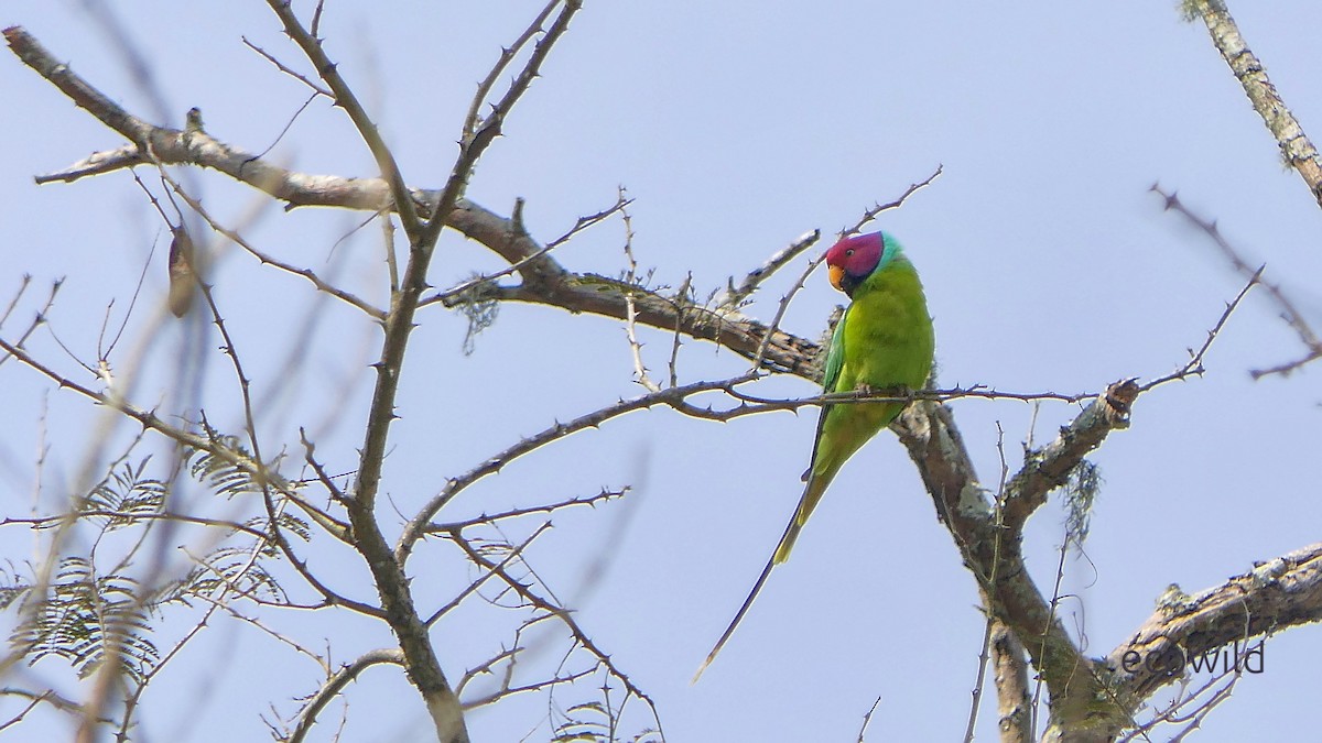 Plum-headed Parakeet - ML647470823