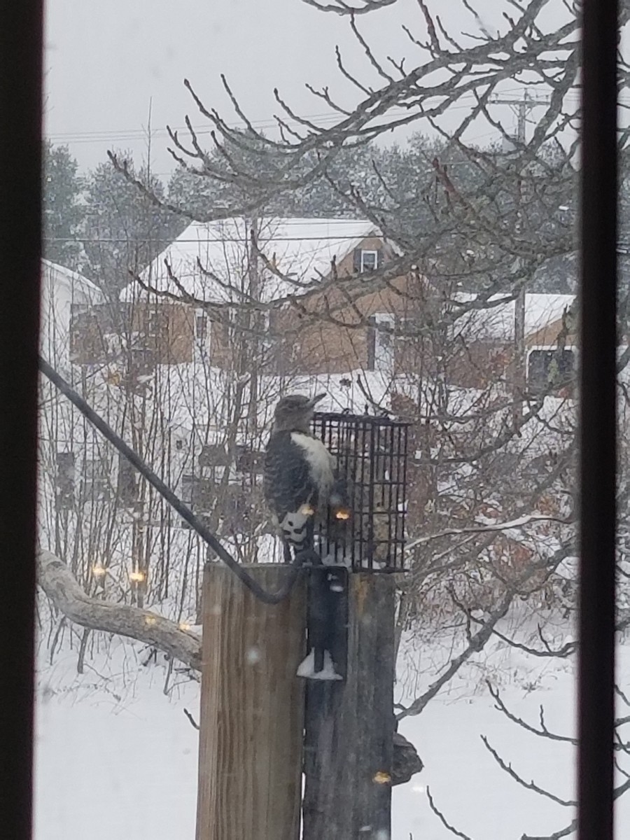 Kırmızı Başlı Ağaçkakan - ML647470824