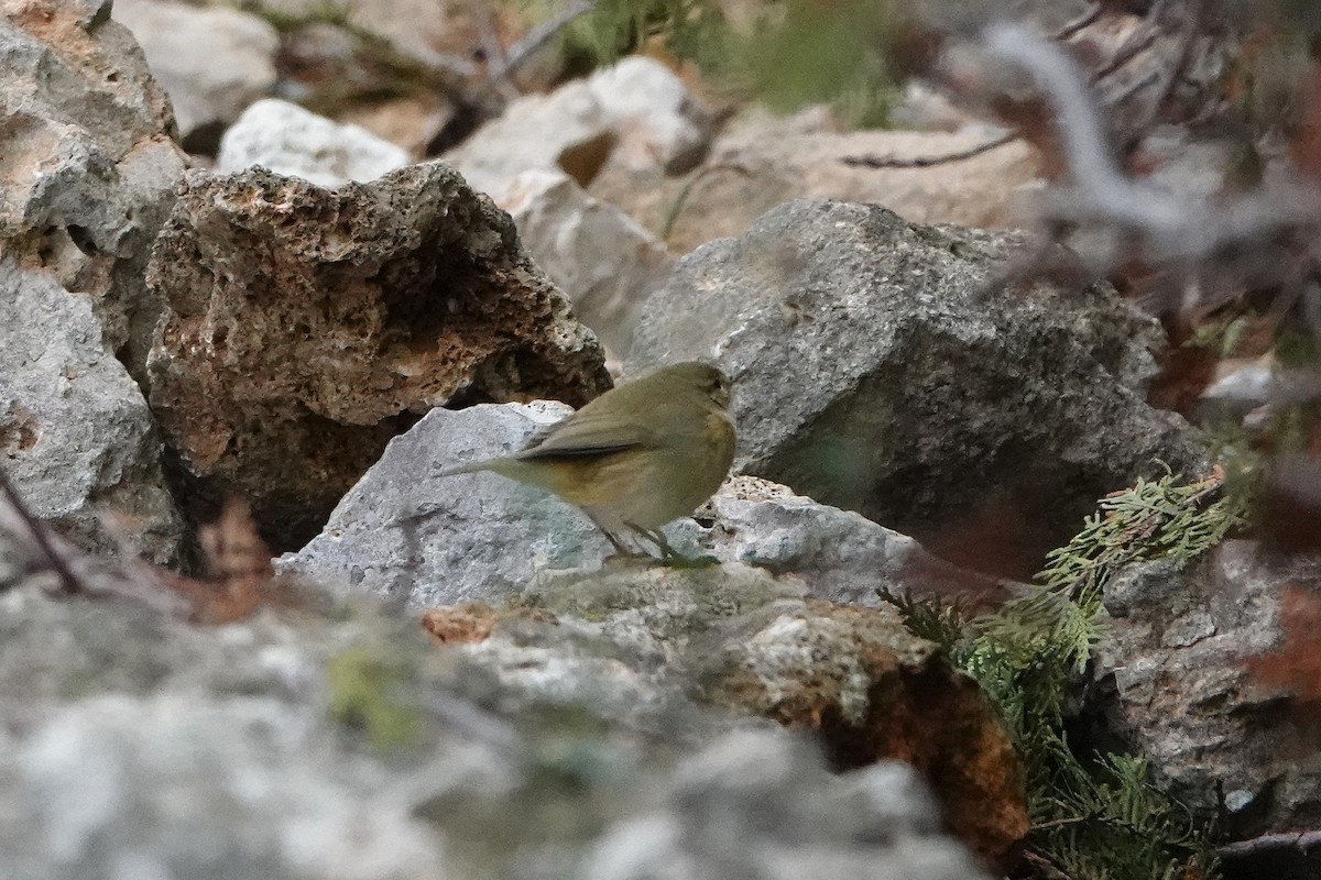 Common Chiffchaff - ML647470825
