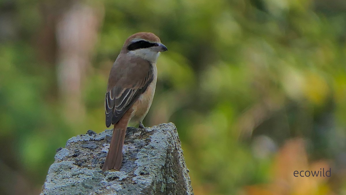 Brown Shrike - ML647470827