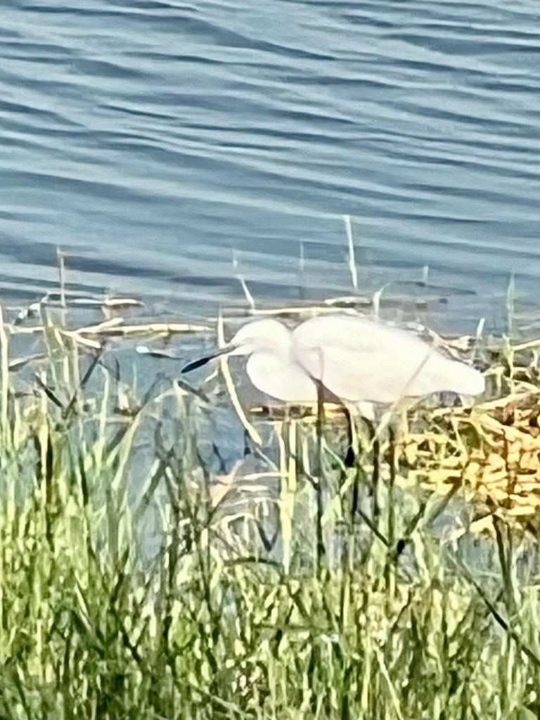 Little Egret - ML647470834
