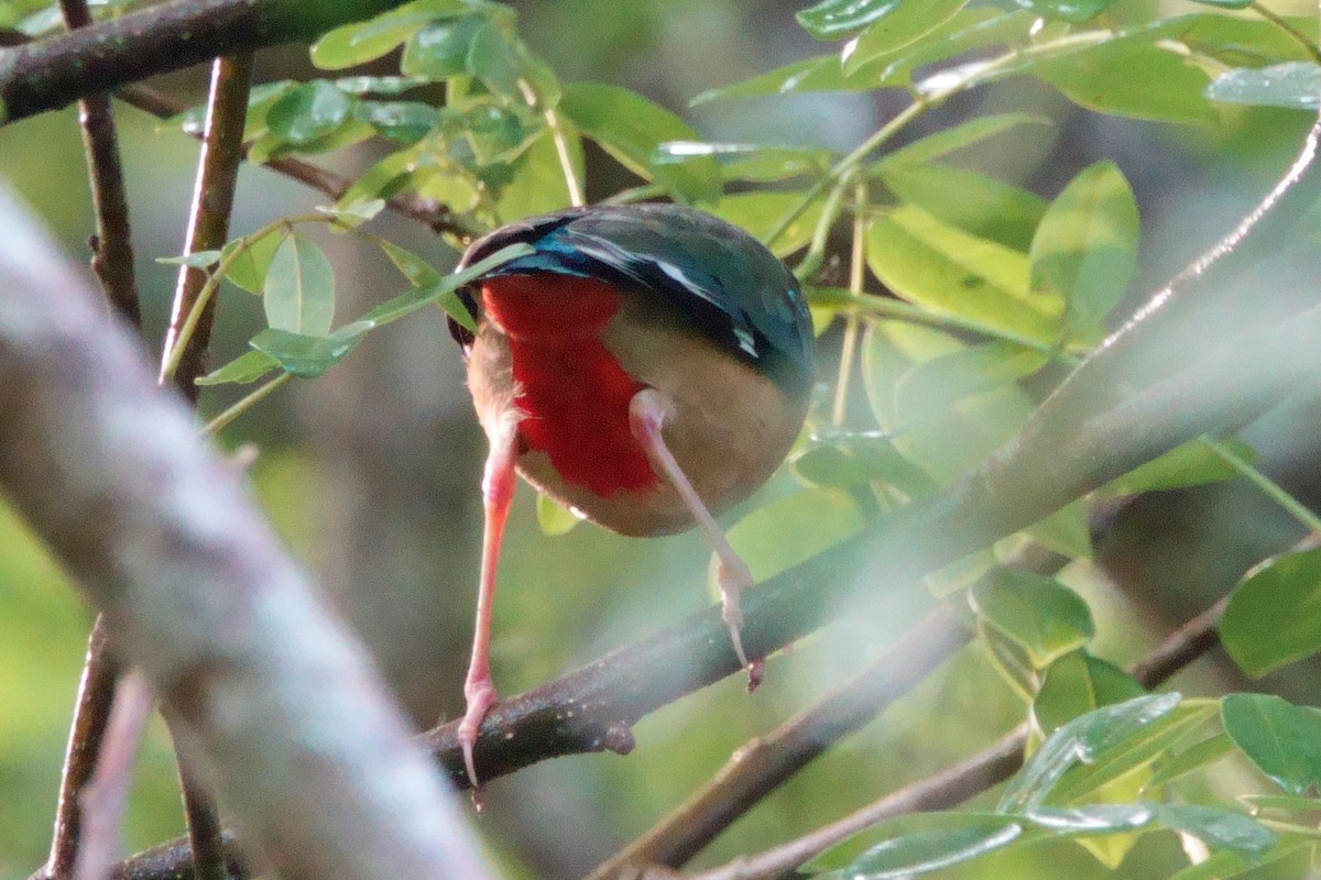 Indian Pitta - ML647470836