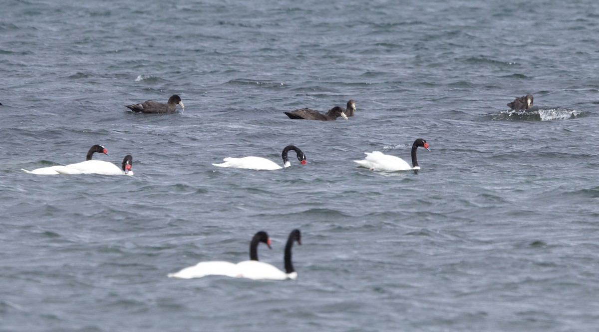 Black-necked Swan - ML647470837