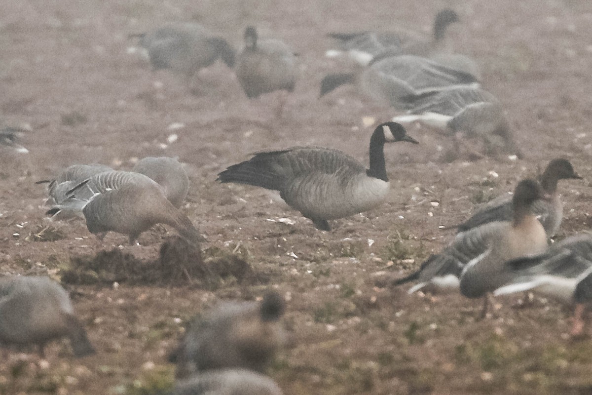 Canada Goose - ML647470844