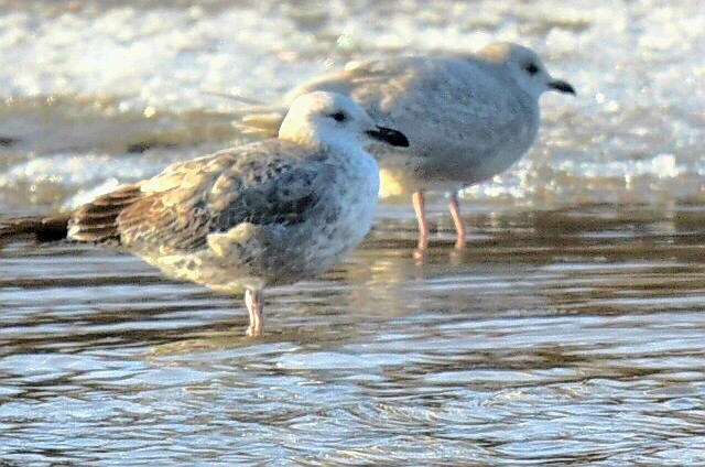 American Herring Gull - ML647470851