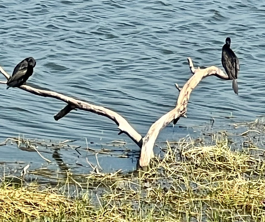 Little/Indian Cormorant - ML647470853