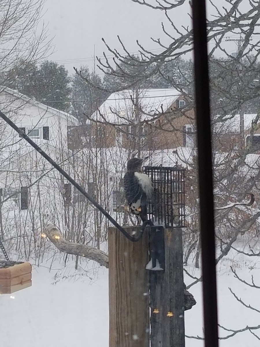 Kırmızı Başlı Ağaçkakan - ML647470857