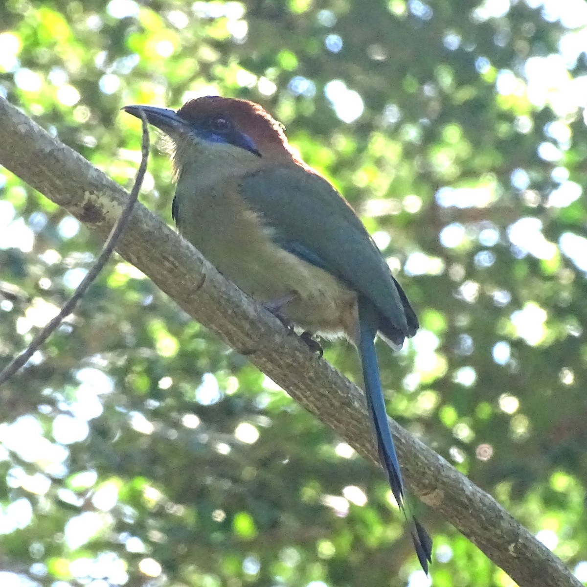 Russet-crowned Motmot - ML647470858