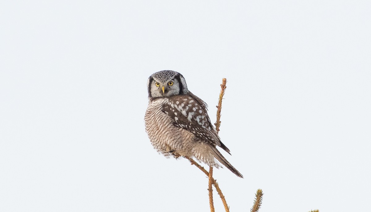Northern Hawk Owl - ML647470859