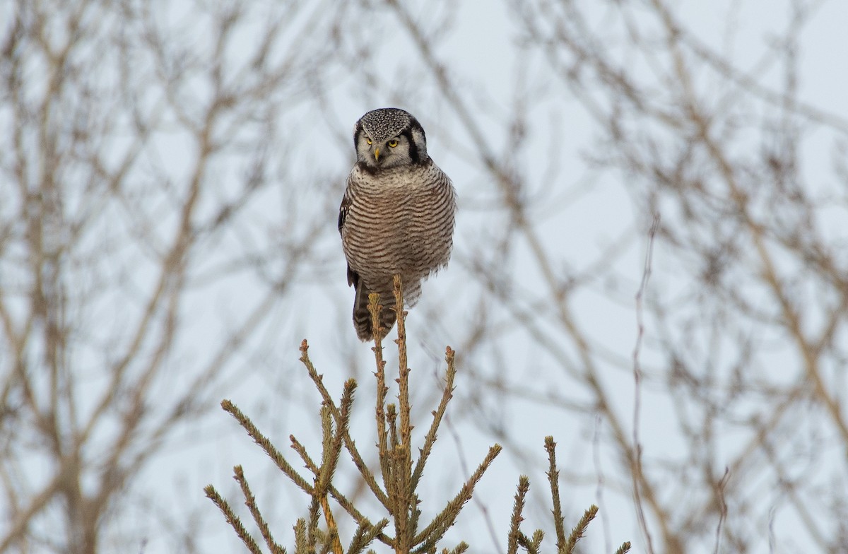 Northern Hawk Owl - ML647470860