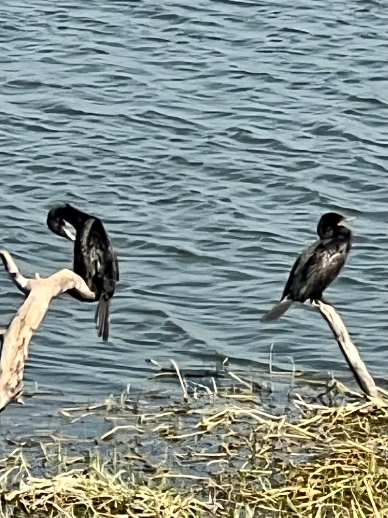 cormorant sp. - ML647470861