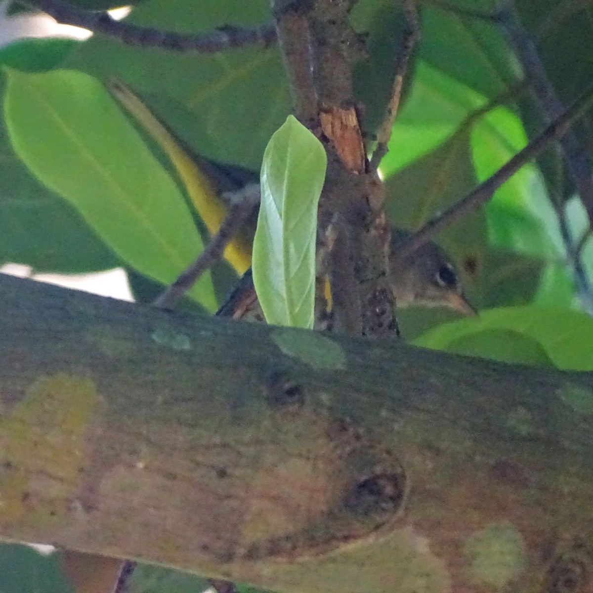 MacGillivray's Warbler - ML647470863