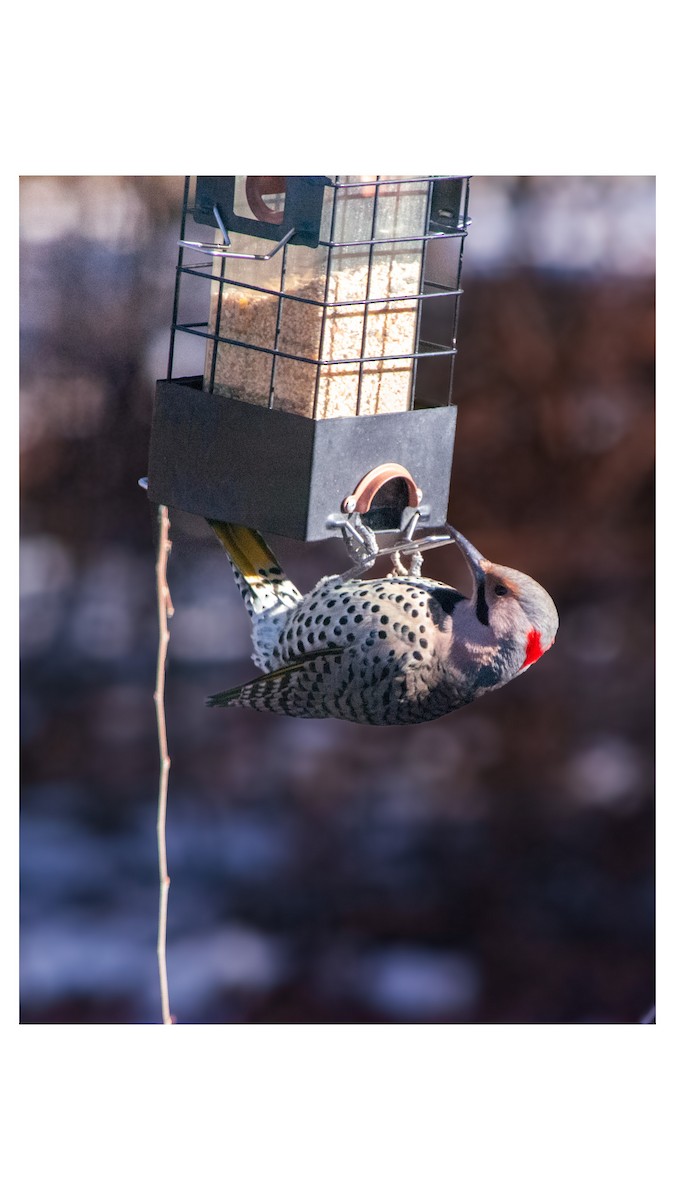 Northern Flicker (Yellow-shafted) - ML647470865