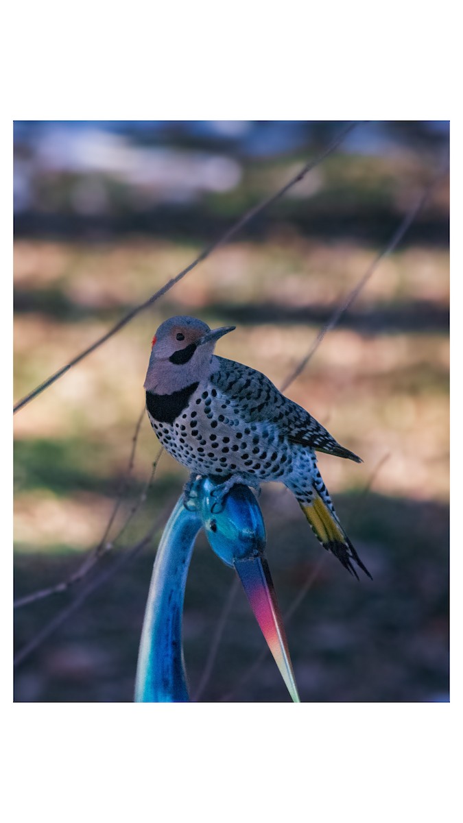 Northern Flicker (Yellow-shafted) - ML647470866