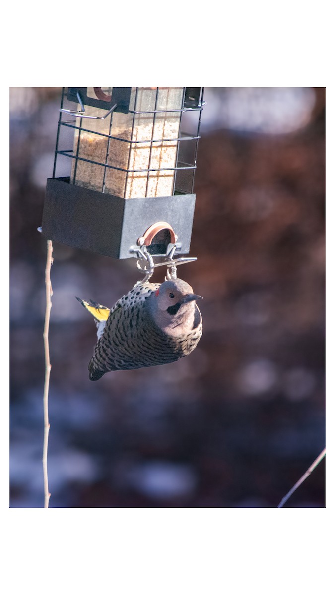 Northern Flicker (Yellow-shafted) - ML647470867