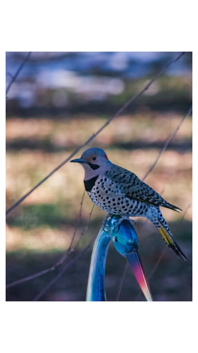 Northern Flicker (Yellow-shafted) - ML647470868