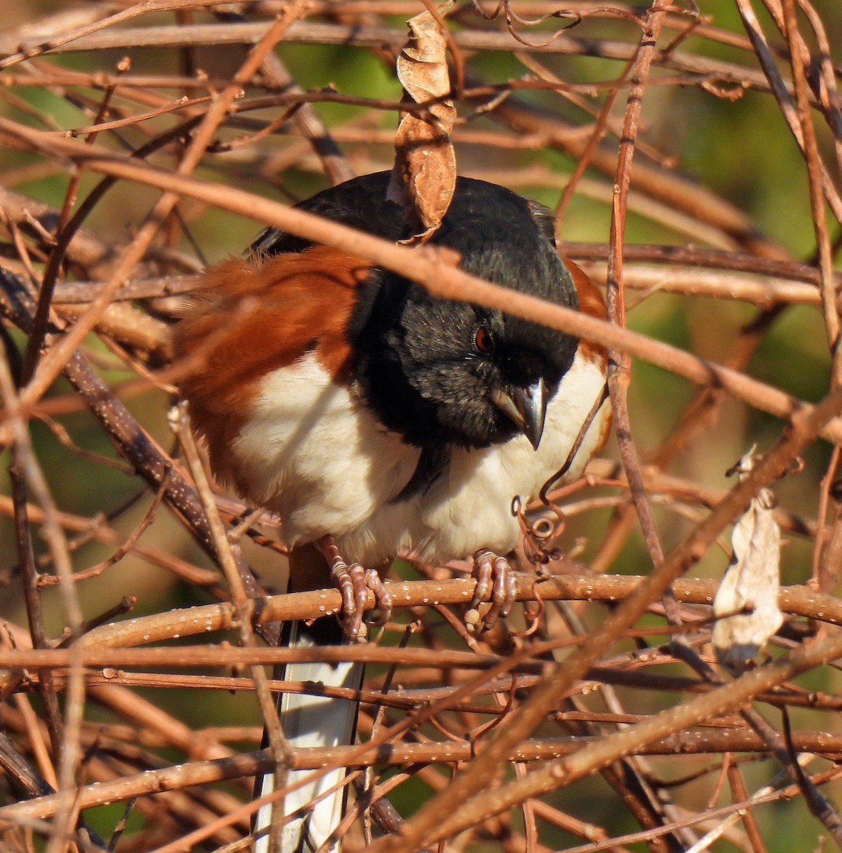 Eastern Towhee - ML647470869