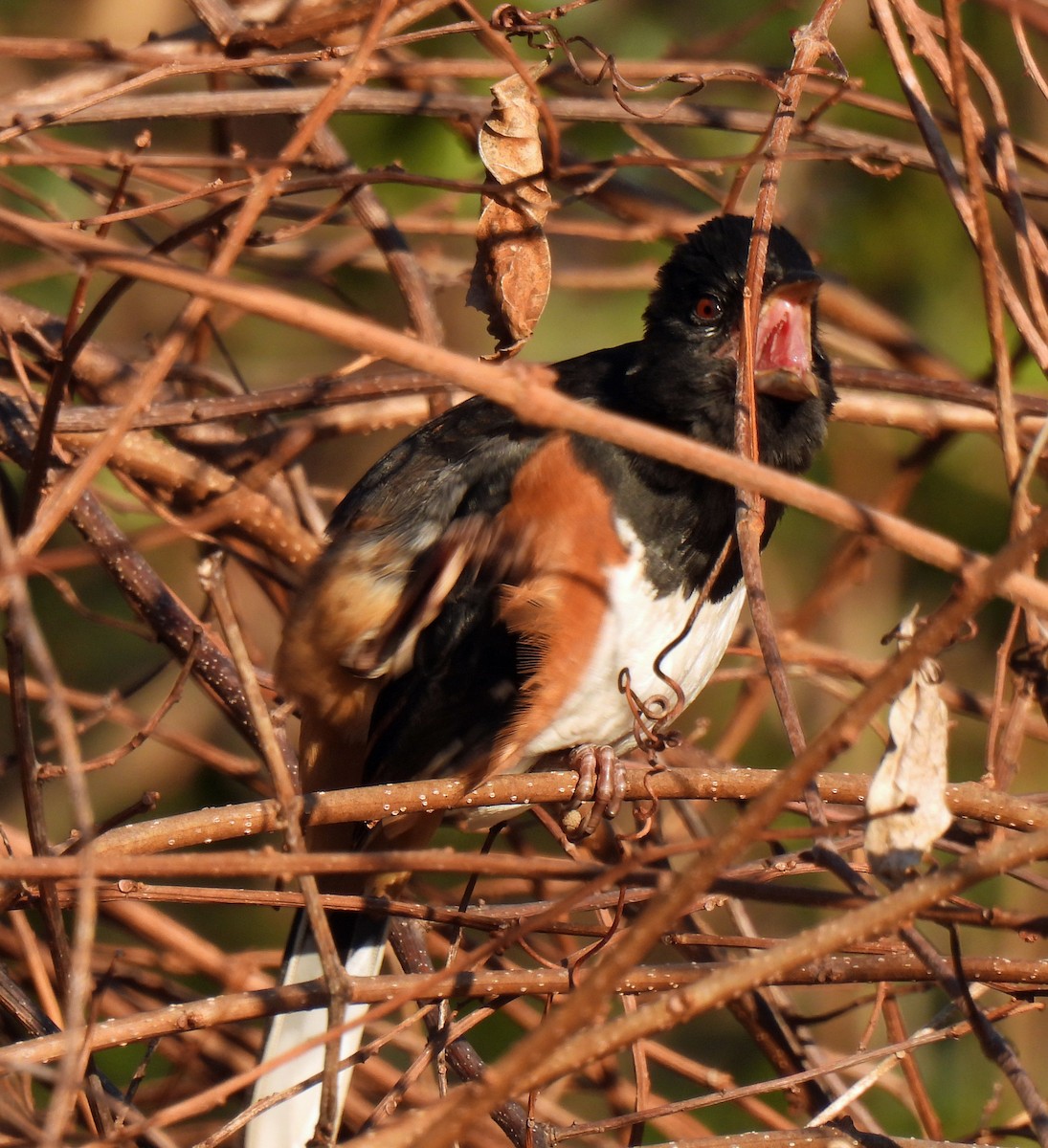 Eastern Towhee - ML647470870