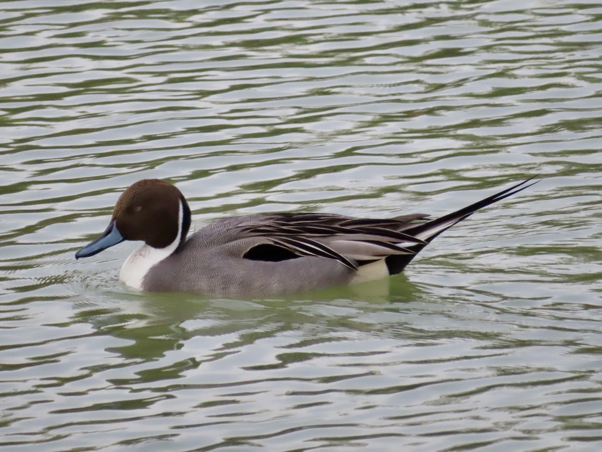 Northern Pintail - ML647470872