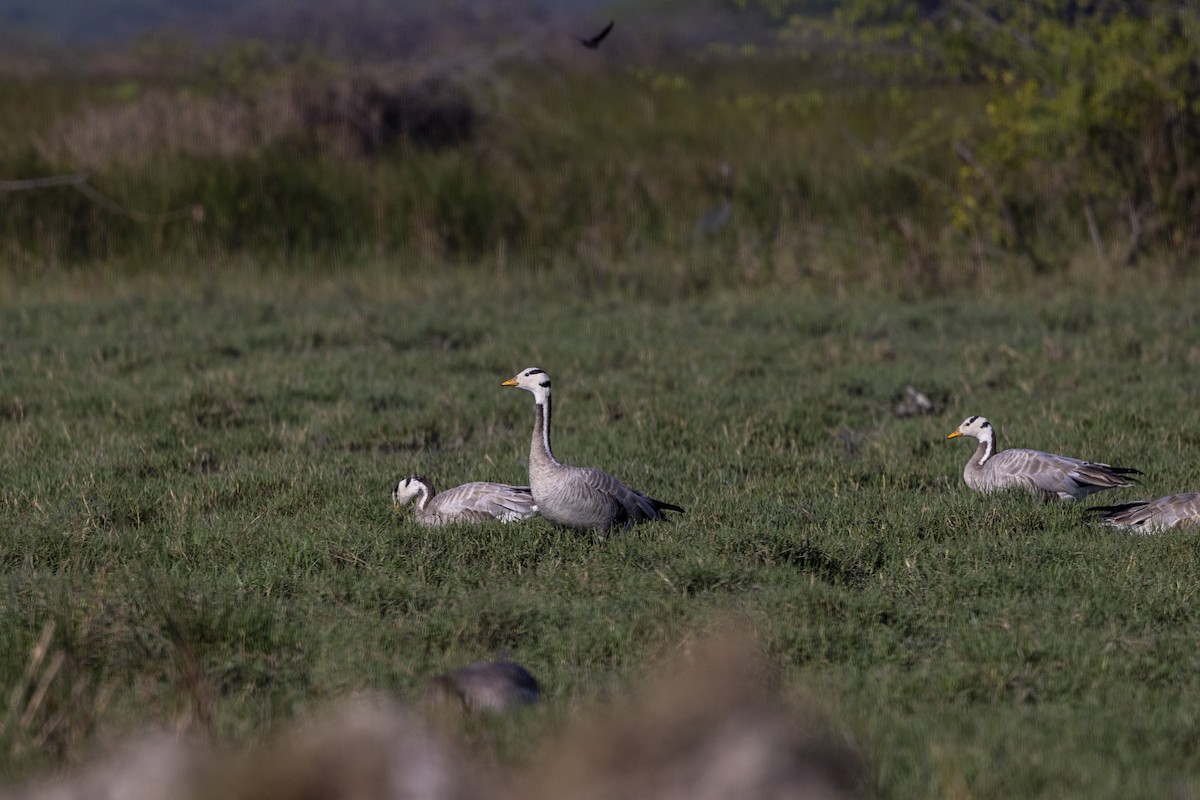 Гуска гірська - ML647470897