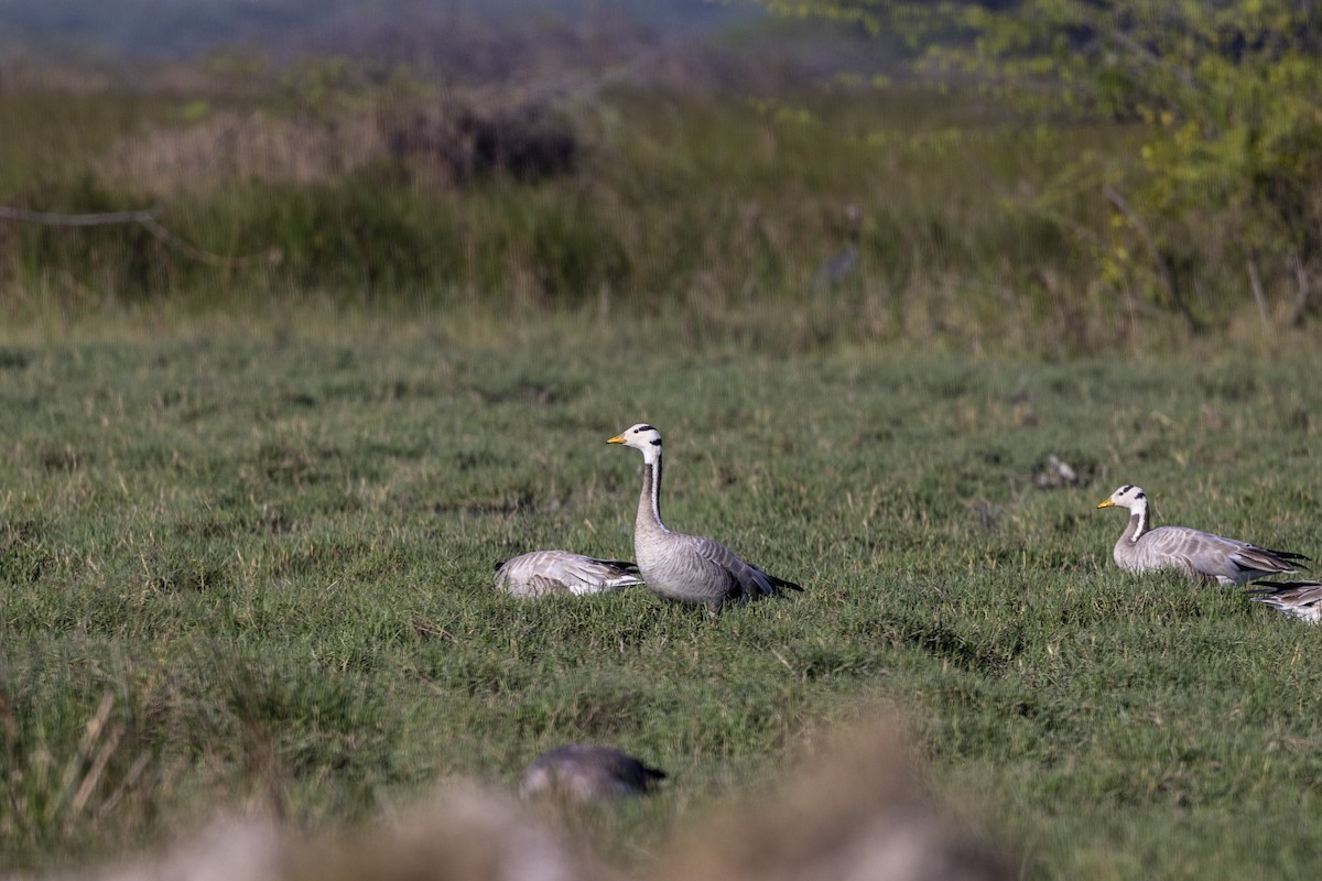 Гуска гірська - ML647470898