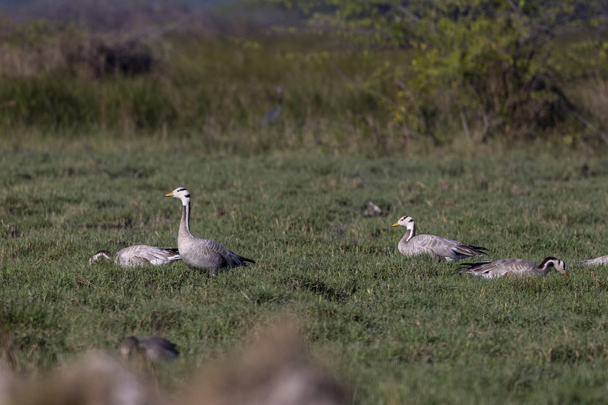 Гуска гірська - ML647470899
