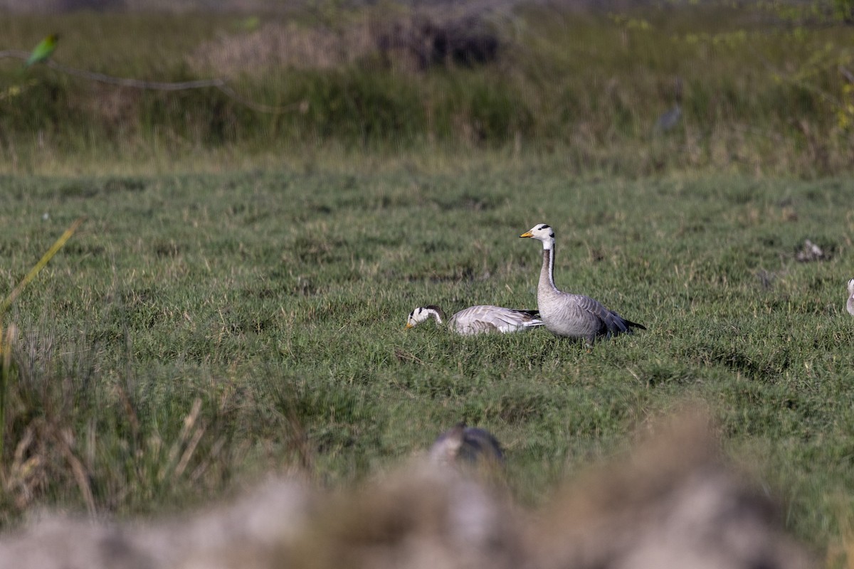 Гуска гірська - ML647470914