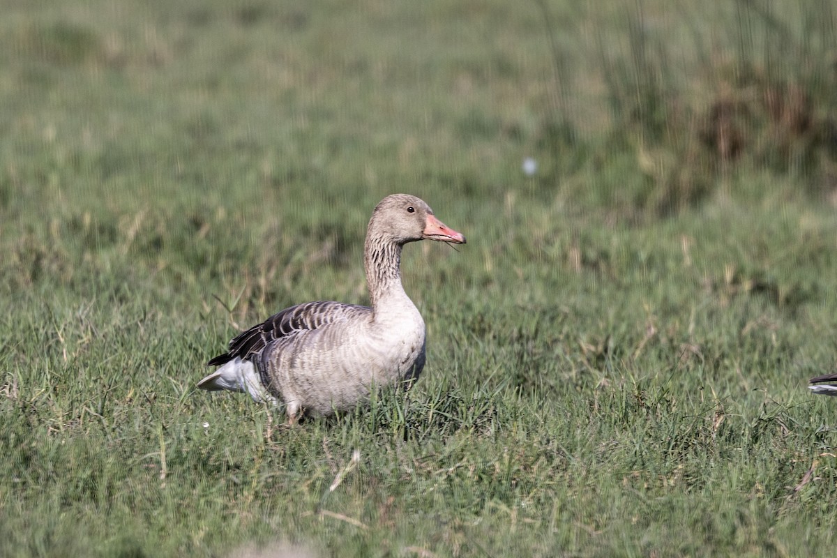 灰雁 - ML647470950