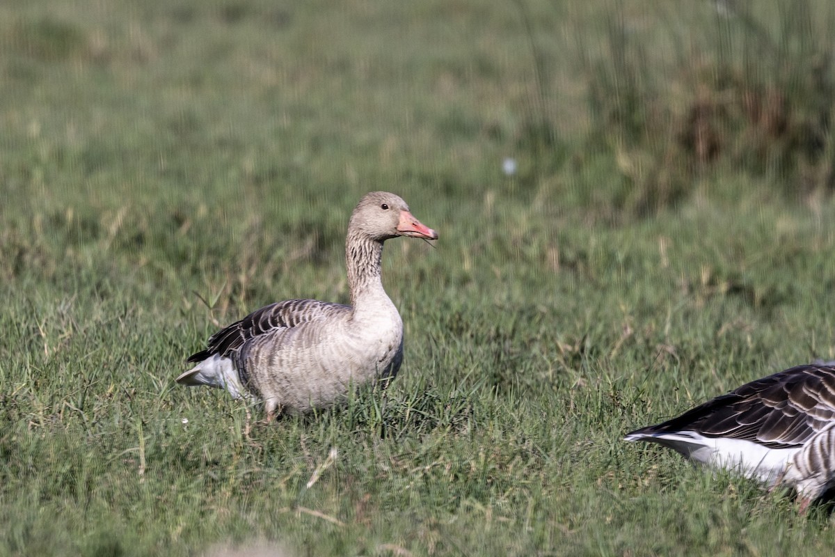 灰雁 - ML647470951