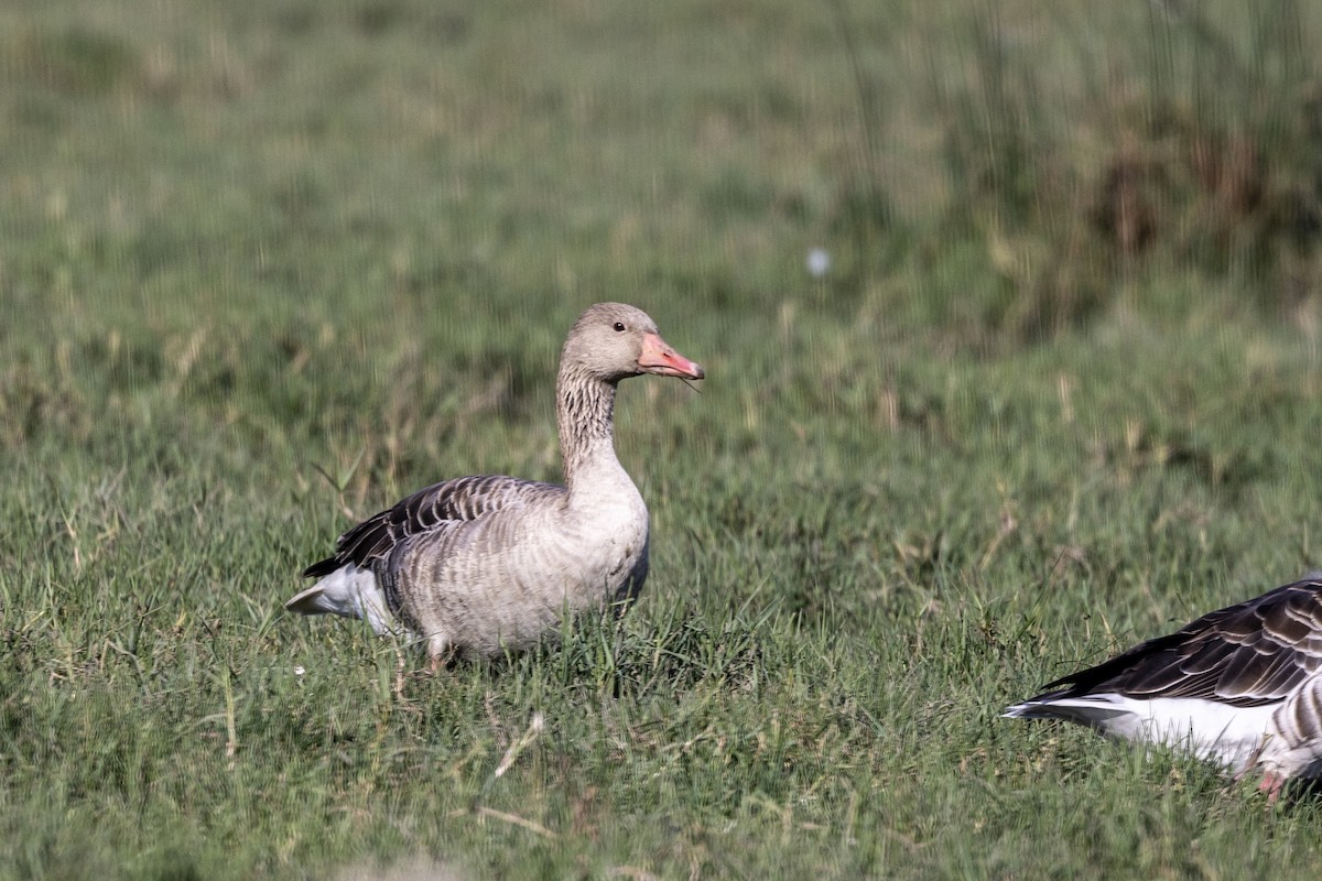 灰雁 - ML647470952