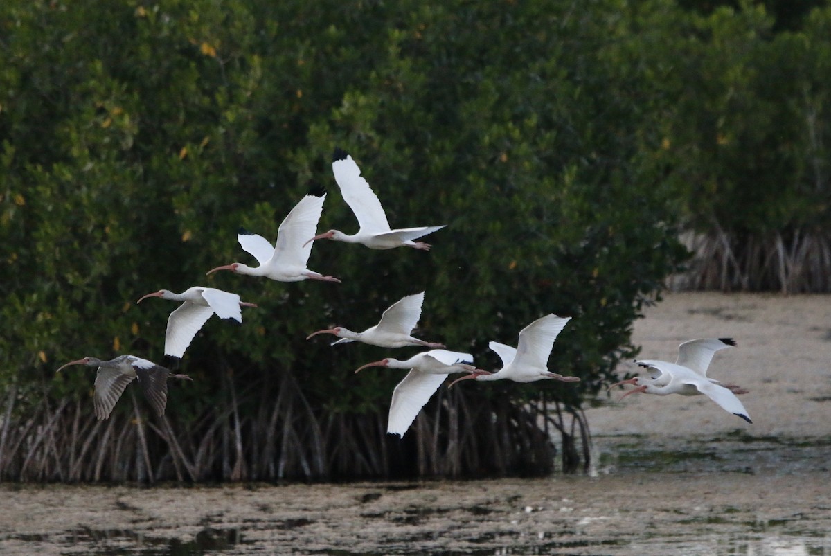 White Ibis - ML647470953