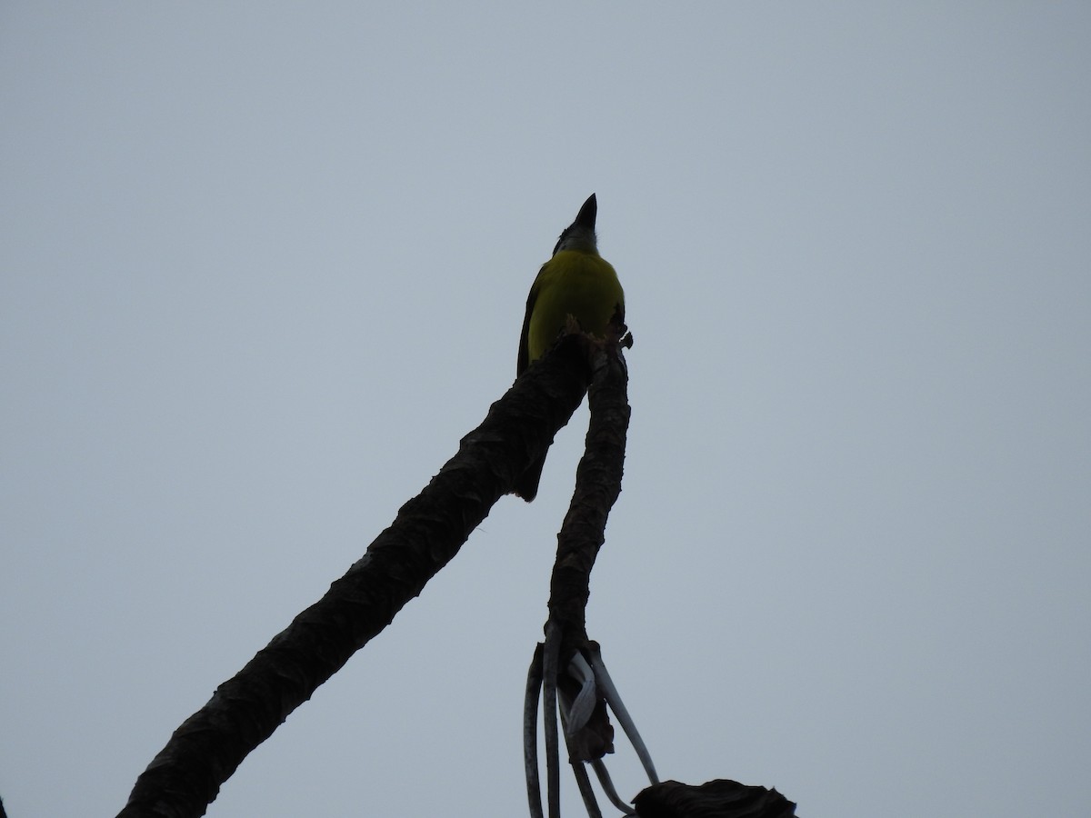 Boat-billed Flycatcher - ML647470955