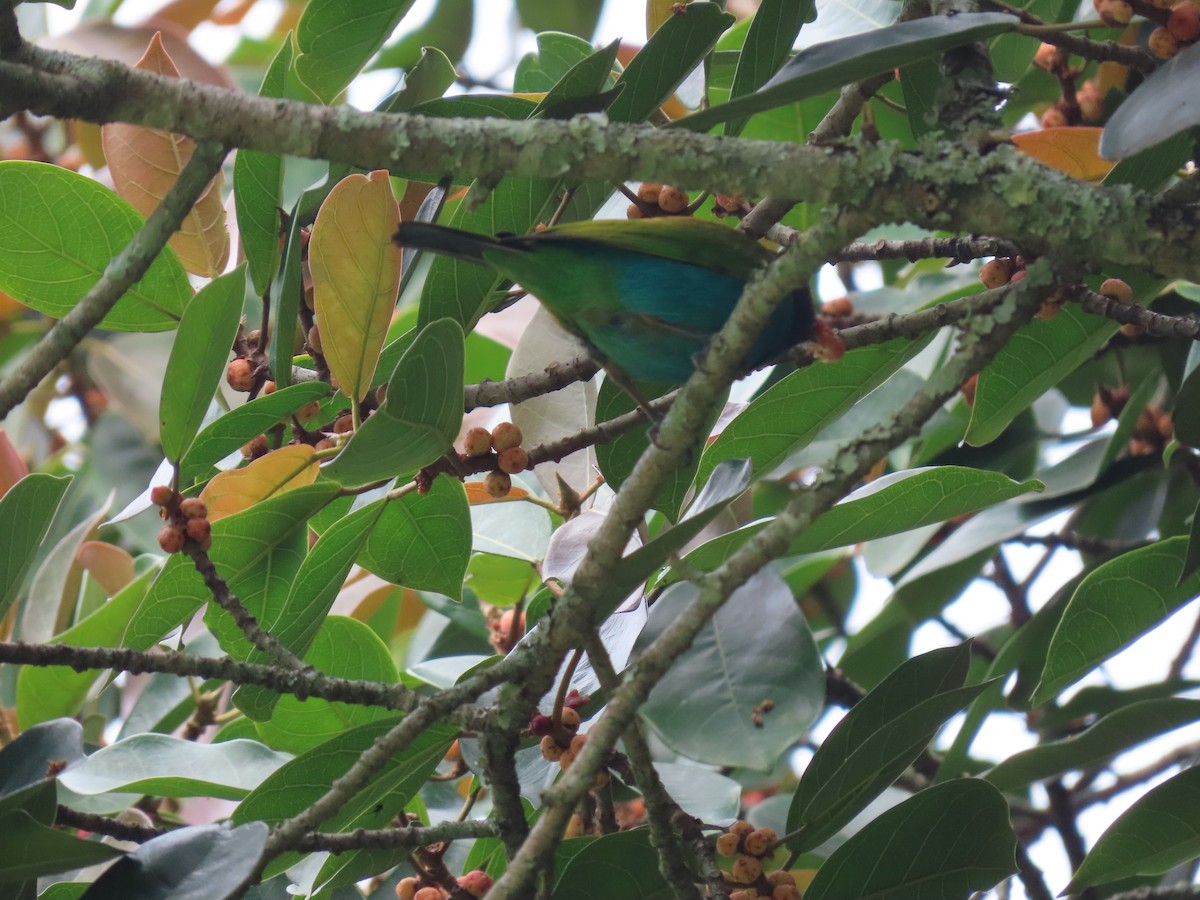 Tangara Cabecibaya - ML647470960