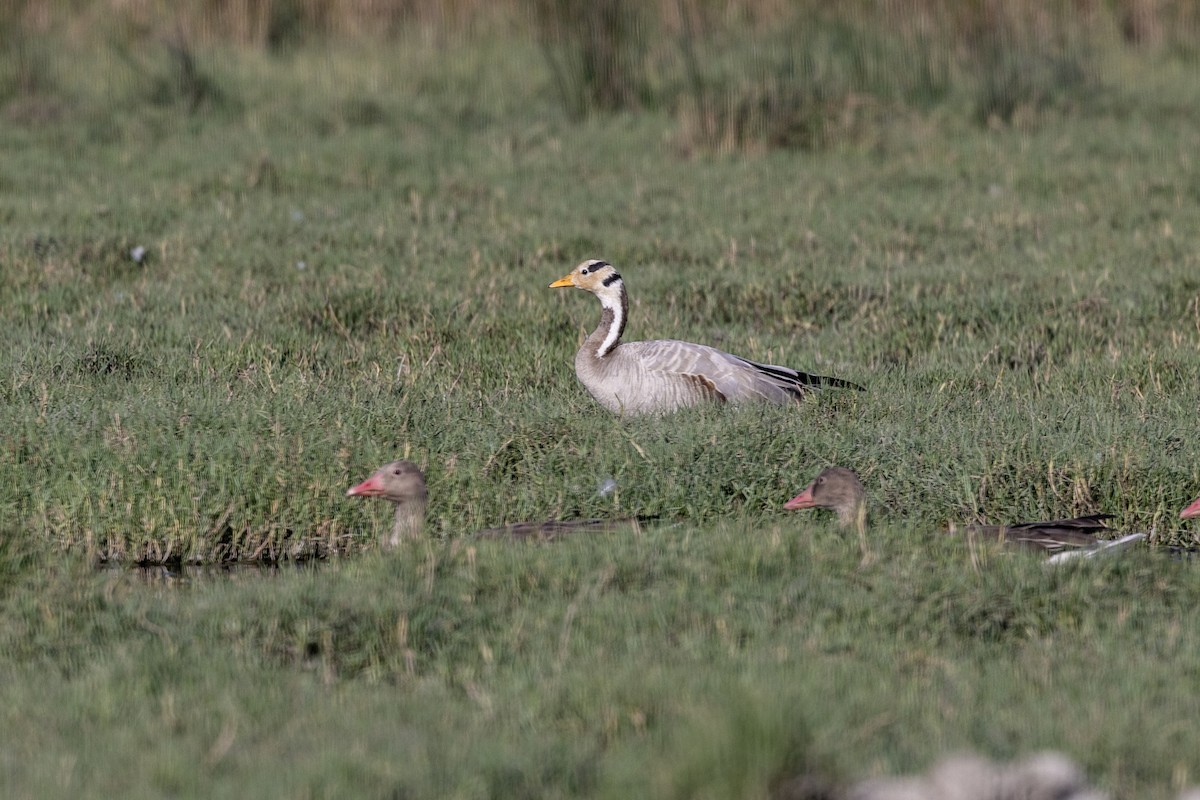 Гуска гірська - ML647470980