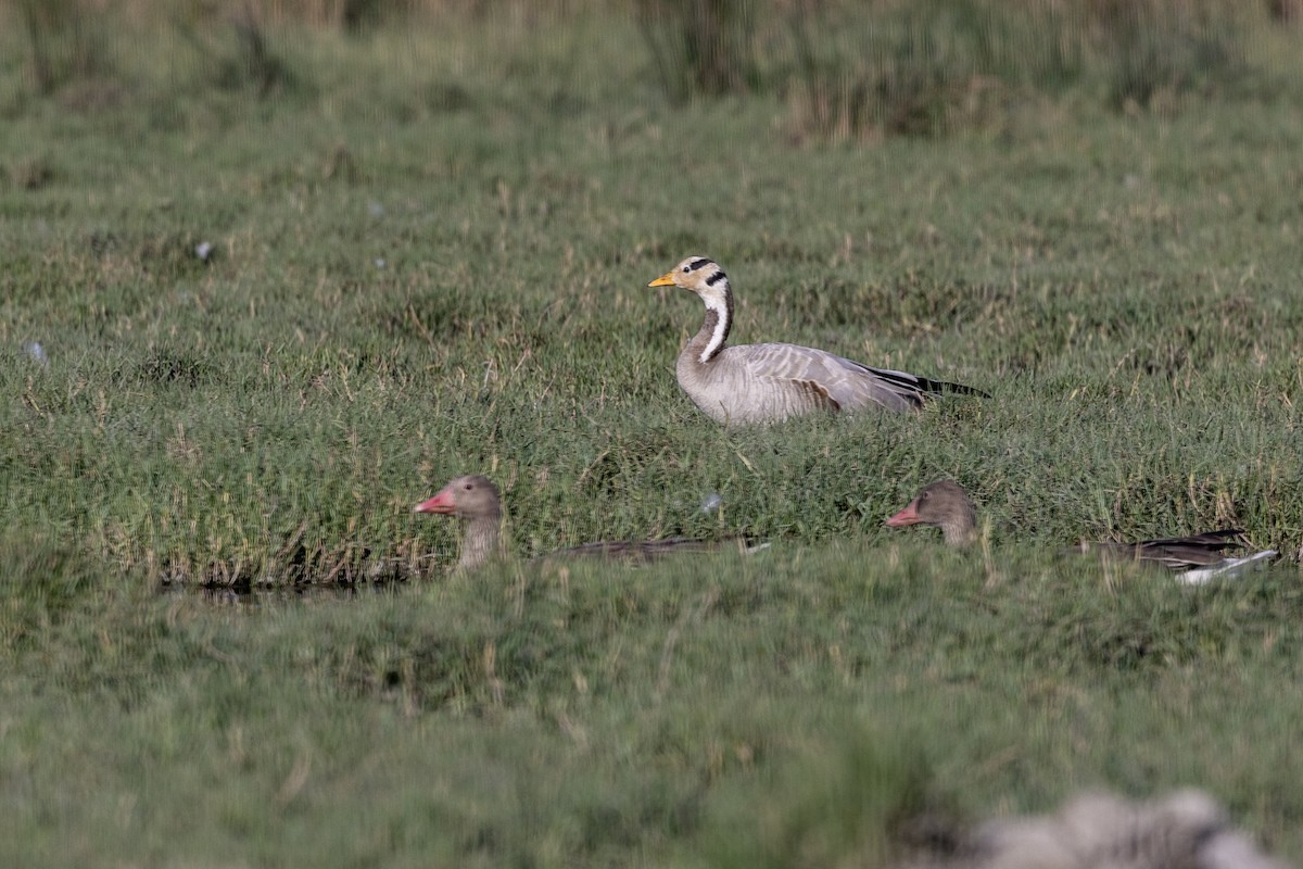 Гуска гірська - ML647470981