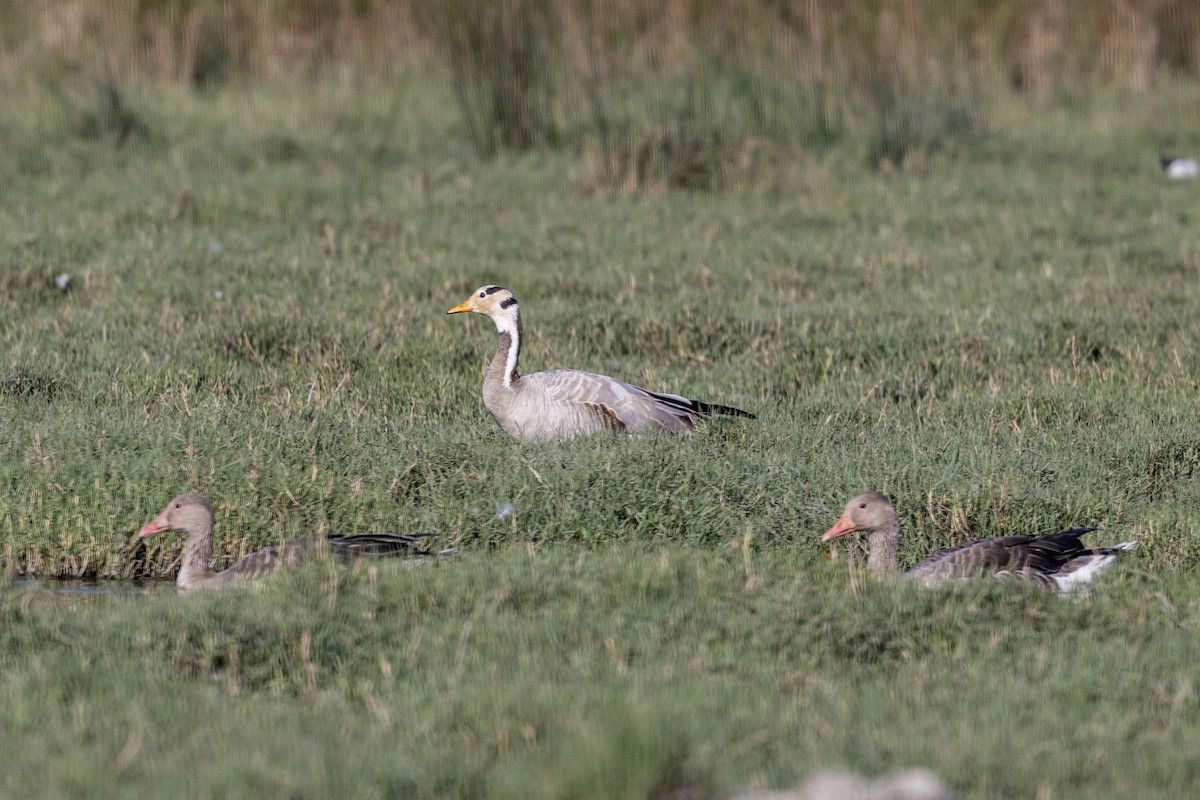 Гуска гірська - ML647470982