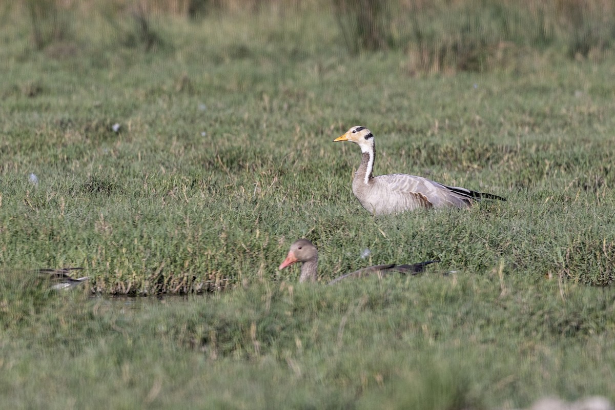 Гуска гірська - ML647470983