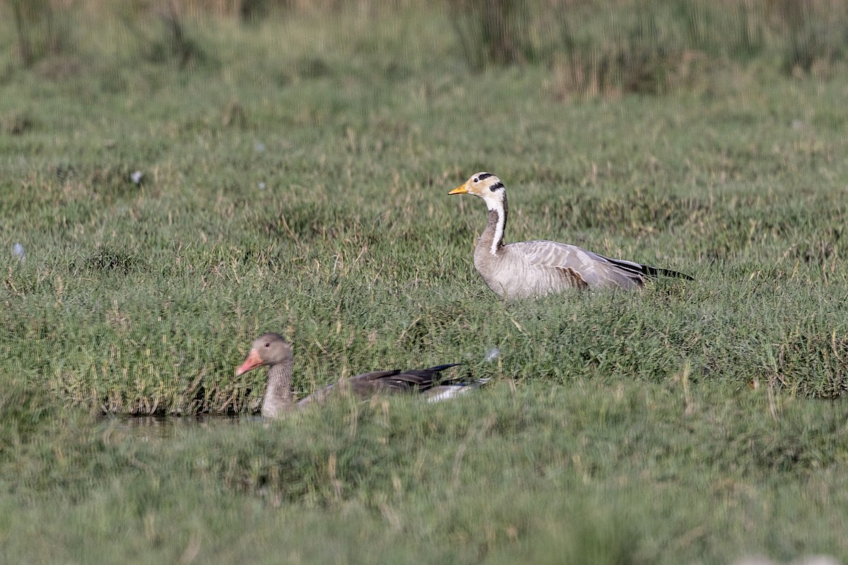 Гуска гірська - ML647470984