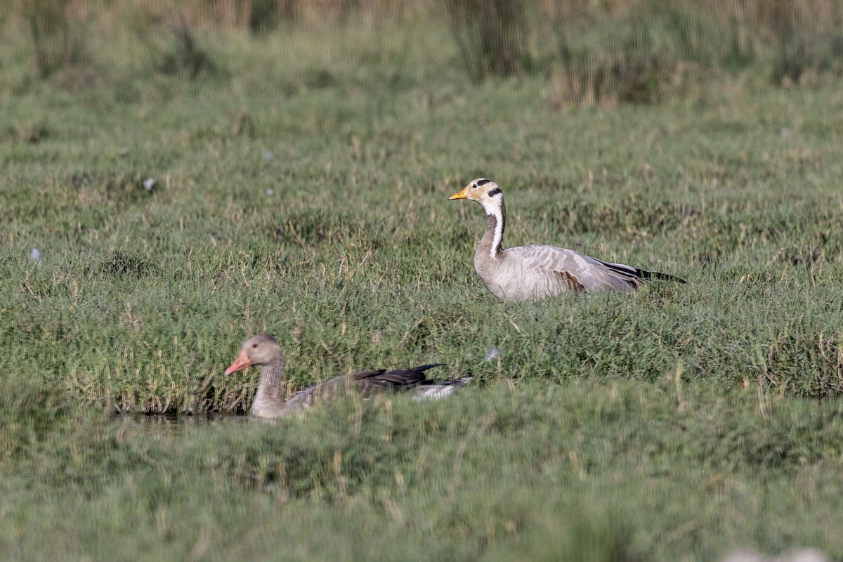 Гуска гірська - ML647470985