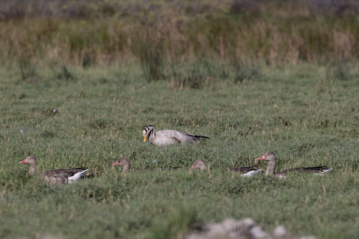 Гуска гірська - ML647470986