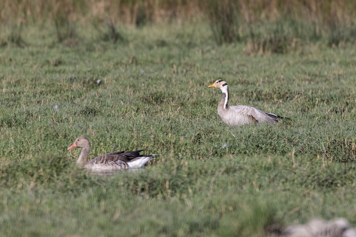 Гуска гірська - ML647470987