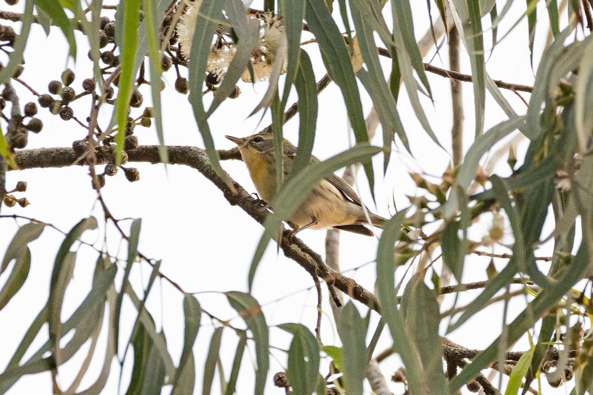 Reinita Gorjinaranja - ML647471002